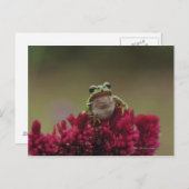 花日本ののカエル ポストカード (正面/裏面)