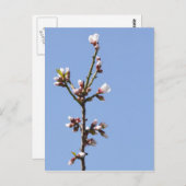 花枝はがき ポストカード (正面/裏面)