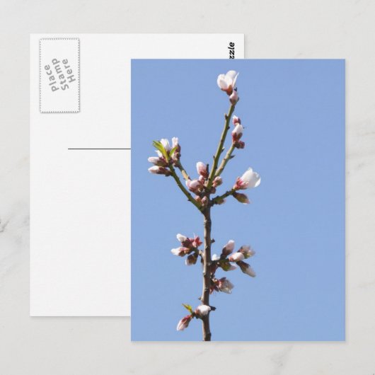 花枝はがき ポストカード (正面/裏面)