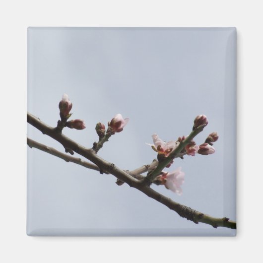 花枝磁石 マグネット (正面)