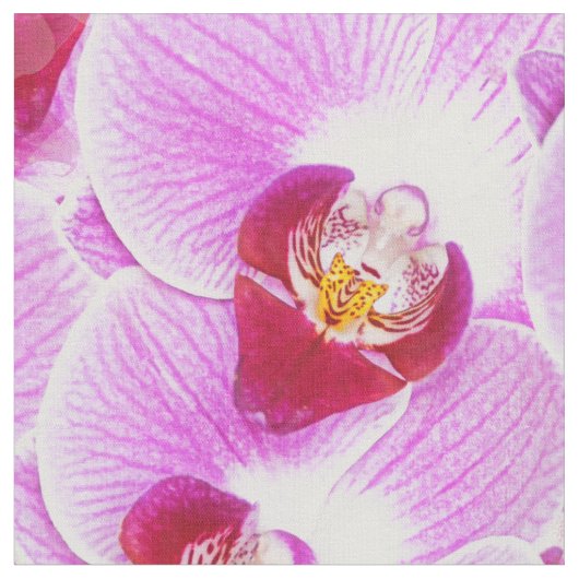 花柄はBGの放射蘭の自然の写真を抽出します ファブリック (クローズアップ)