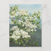 花梨の木、クリステンセン1891 ポストカード (正面)