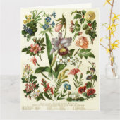 花植物学 カード (黄色い花)