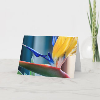 花極楽鳥 シーズンカード