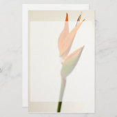 花極楽鳥 便箋 (正面/裏面)