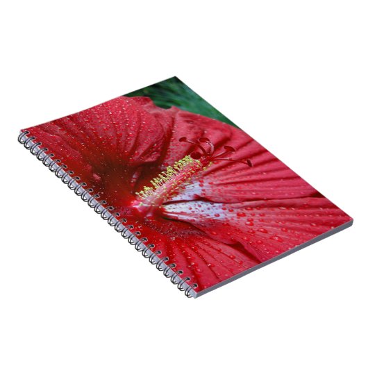 花火玉ハイビスカスフラワーと雨滴写真 ノートブック (右側)