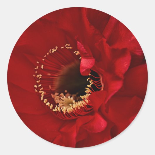 花火用サボテン ラウンドシール (正面)