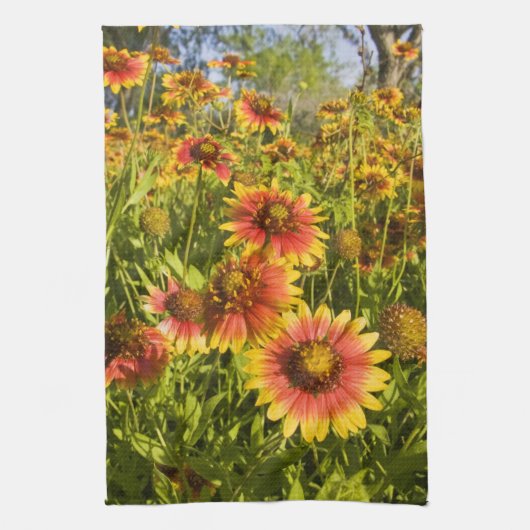 花火車Gaillardia pulchella)野草 キッチンタオル (縦)