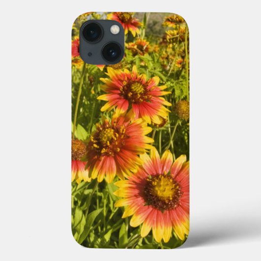 花火車Gaillardia pulchella)野草 Case-Mate iPhoneケース (裏面)
