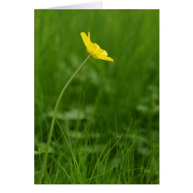 花独身の花 (正面)