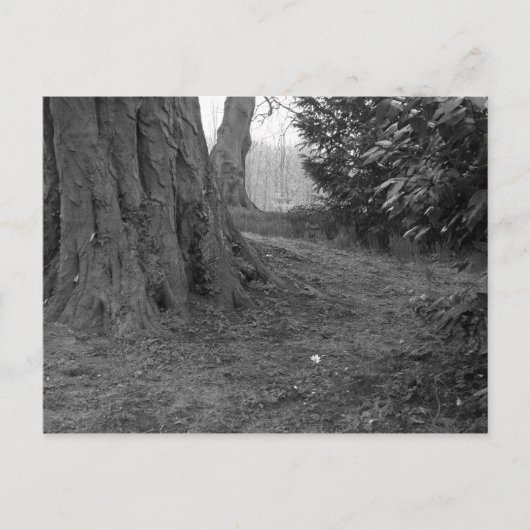 花独身の。 ポストカード (正面)