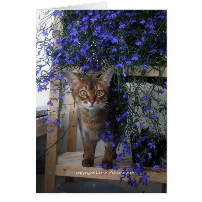 花猫 (正面)