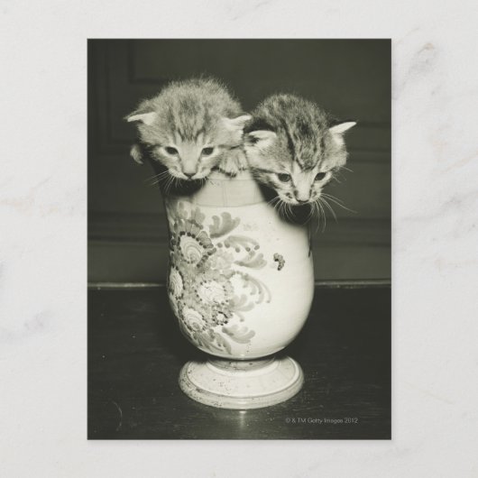 花瓶に隠れている子猫2匹(B&W) ポストカード (正面)