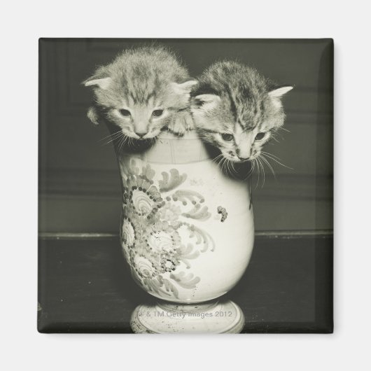花瓶に隠れている子猫2匹(B&W) マグネット (正面)