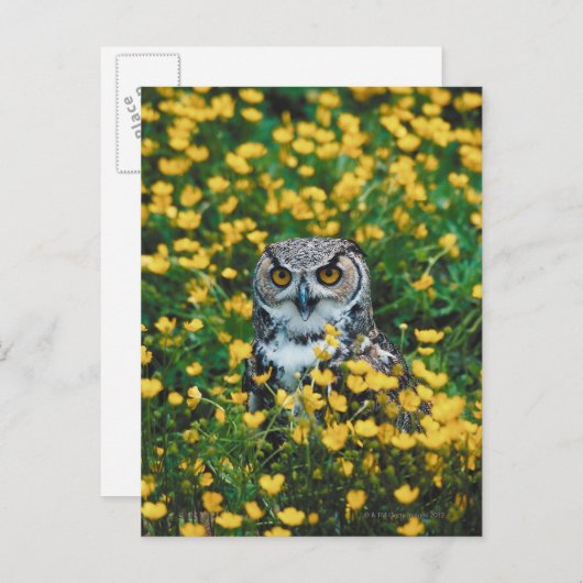 花畑のオレンジ色の目をしたフクロウ ポストカード (正面/裏面)