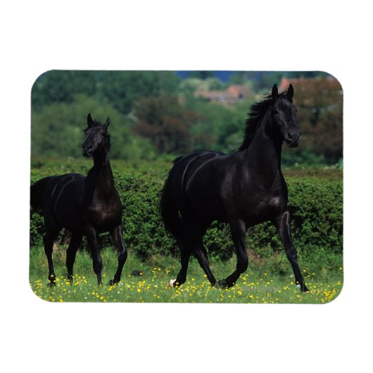 花畑のサラブレッド馬 マグネット (横)