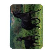 花畑のサラブレッド馬 マグネット (縦)
