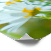 花畑の背景デイジー ポスター (角)