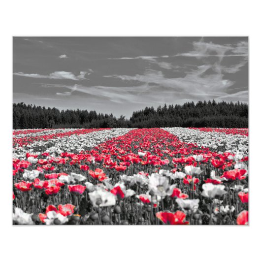 花畑ミニマル選択色写真 フォトプリント            (正面)