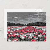 花畑ミニマル選択色写真 ポストカード (正面/裏面)