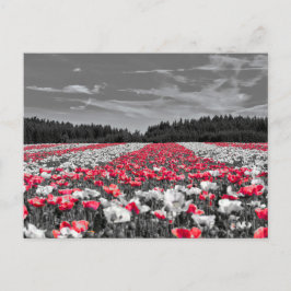 花畑ミニマル選択色写真 ポストカード