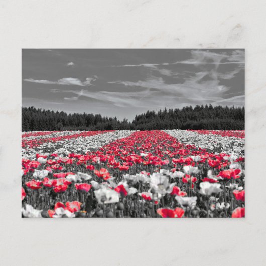 花畑ミニマル選択色写真 ポストカード (正面)