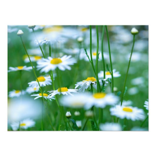 花畑 フォトプリント            (正面)