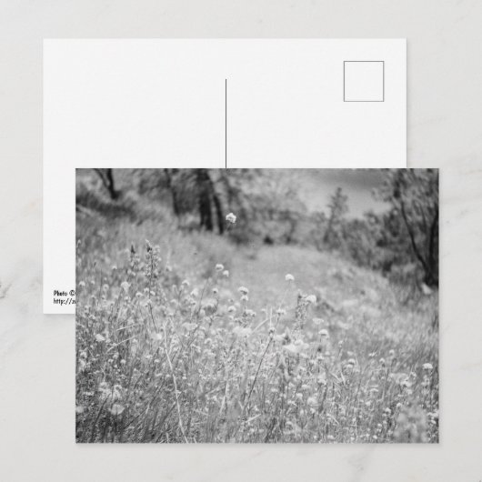 花畑 ポストカード (正面/裏面)