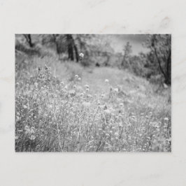 花畑 ポストカード