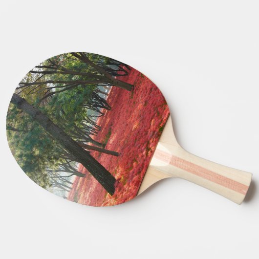 花畑 卓球ラケット (横)