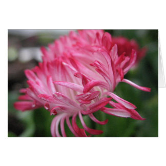 花盛りのアネモネ