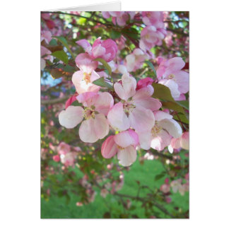 花盛りのカニりんごの花