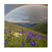 花盛りの草原上の虹 タイル (正面)