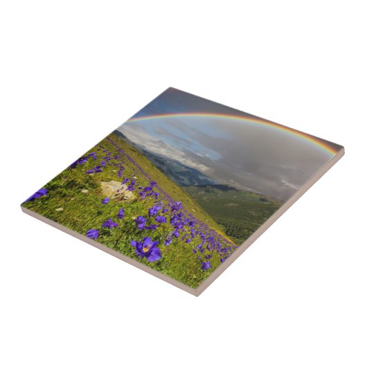 花盛りの草原上の虹 タイル (側面)