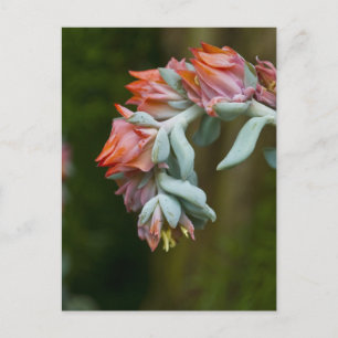 花盛りのSucculent ポストカード