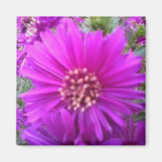 花磁石 マグネット