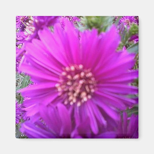 花磁石 マグネット (正面)