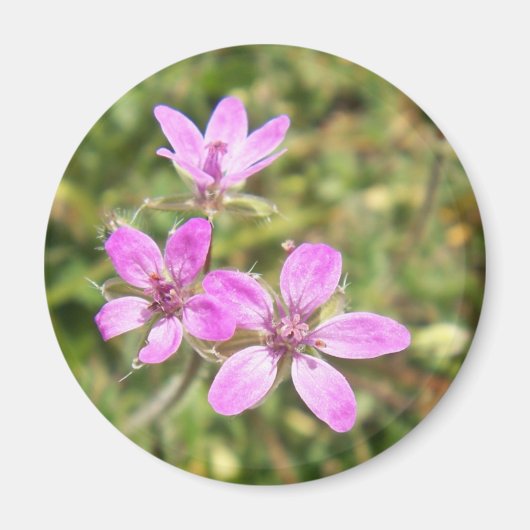 花磁石 マグネット (正面)