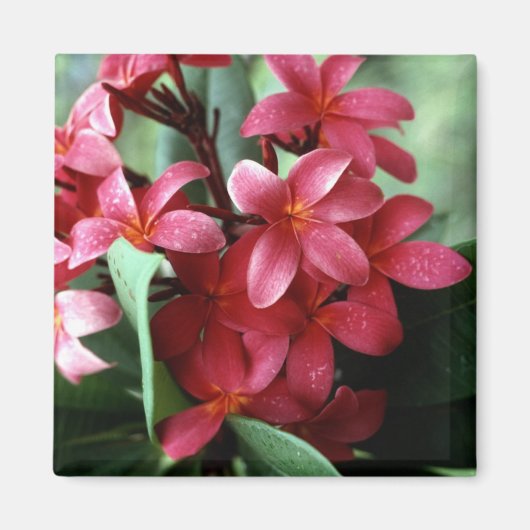 花磁石 マグネット (正面)