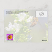 花粉を運ぶ蜂 ポストカード (裏面)