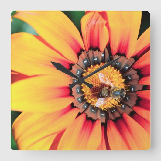 花粉を集めている蜂の極度なクローズアップ スクエア壁時計 (正面)