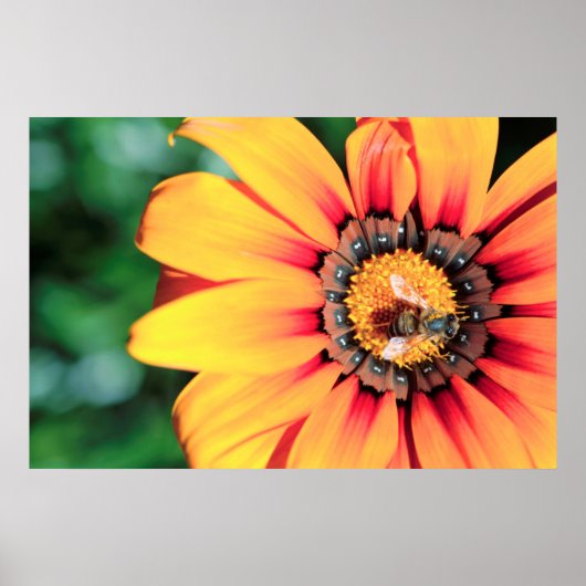 花粉を集めるミツバチの極端なクローズアップ ポスター (正面)