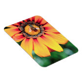 花粉を集めるミツバチの極端なクローズアップ マグネット (右側)