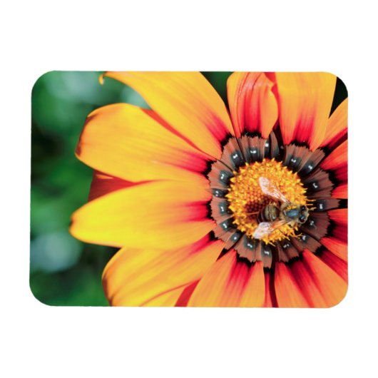 花粉を集めるミツバチの極端なクローズアップ マグネット (横)