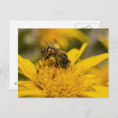 花粉嚢を持つアフリカのハチミツ食べ物を与えビー ポストカード (正面/裏面)