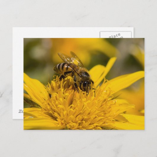 花粉嚢を持つアフリカのハチミツ食べ物を与えビー ポストカード (正面/裏面)
