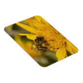 花粉嚢を持つアフリカのハチミツ食べ物を与えビー マグネット (右側)