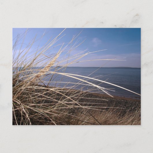 花粉症の葉書 ポストカード (正面)