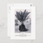 花絵はがき化石 ポストカード (正面/裏面)