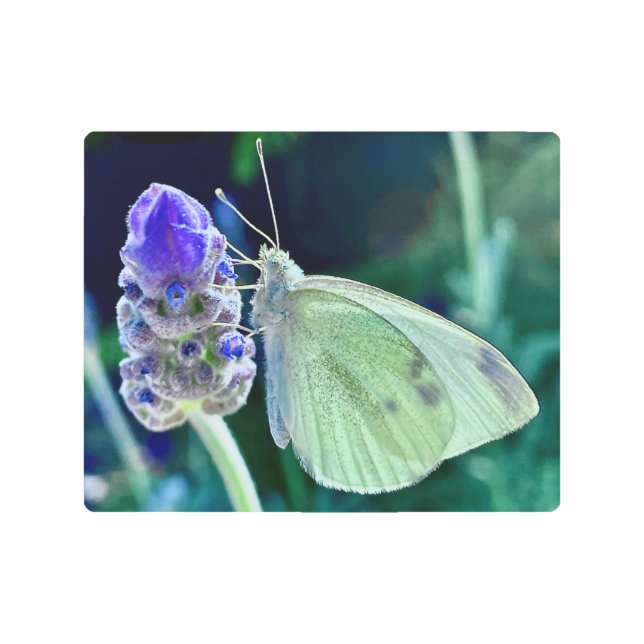 花芽の上の美しい蝶メタルウォールアート メタルプリント (正面)